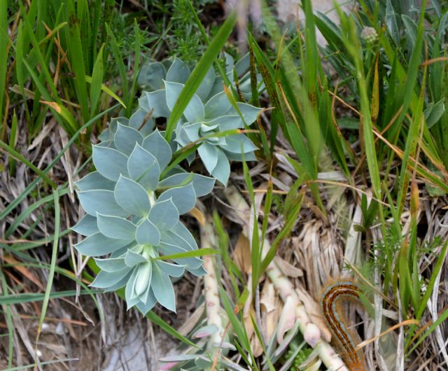 Euphorbia myrsinites / Euforbia mirsinite